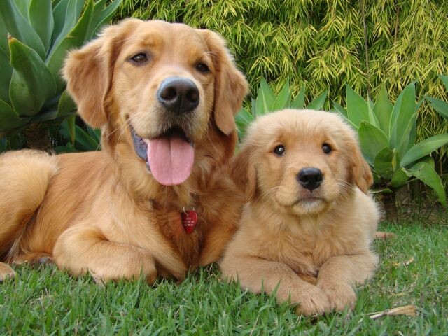 Золотистый ретривер