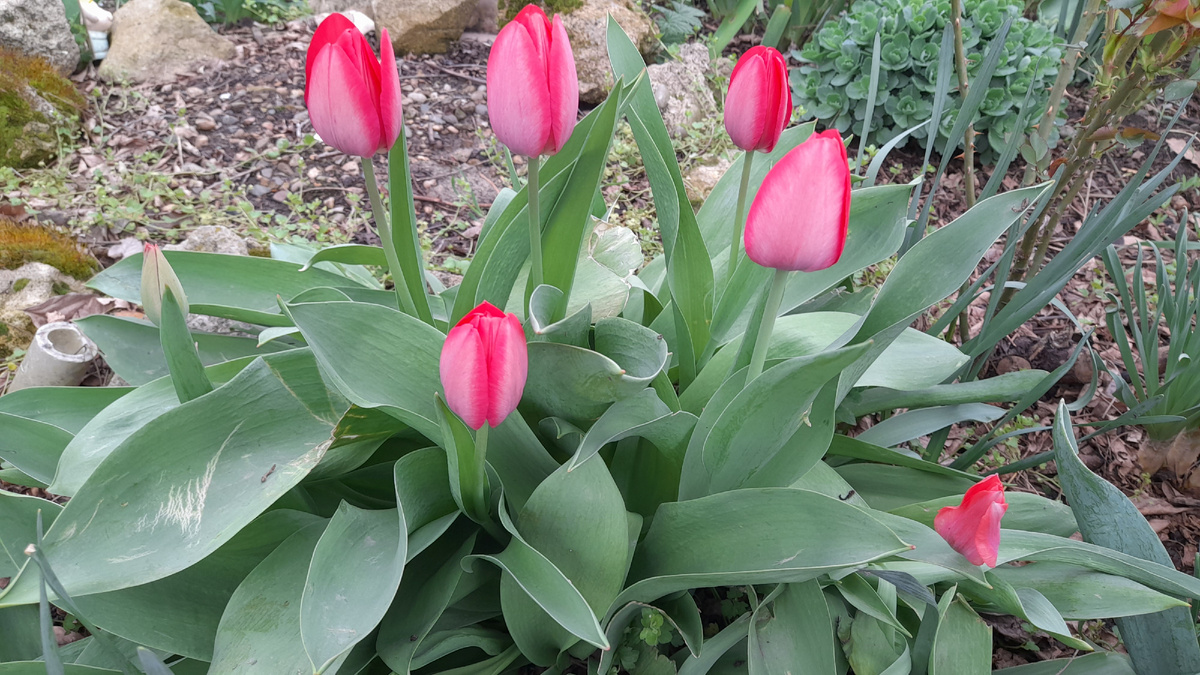 Просто тюльпан