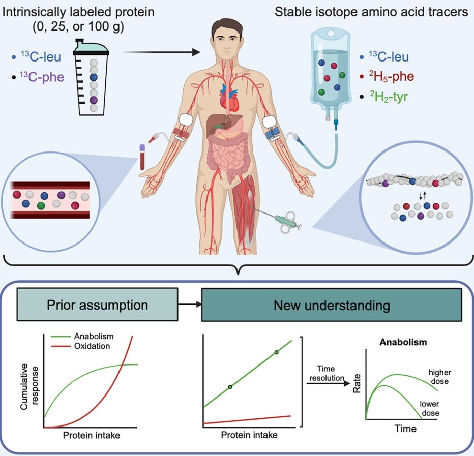 Схематически исследование выглядит так. Источник: https://www.cell.com