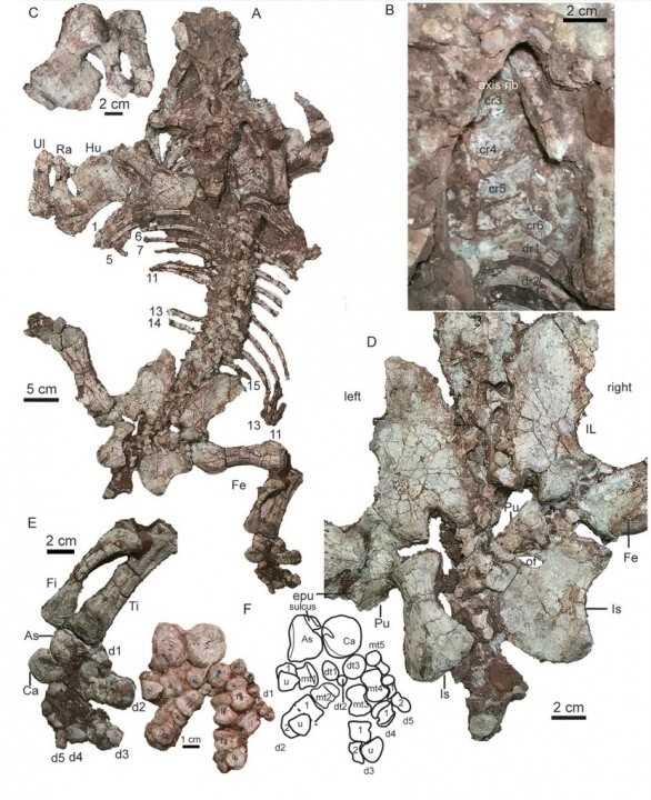 Скелет шааньбэйканнемейерии.