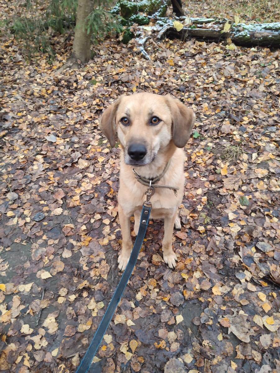 Фиби в приюте