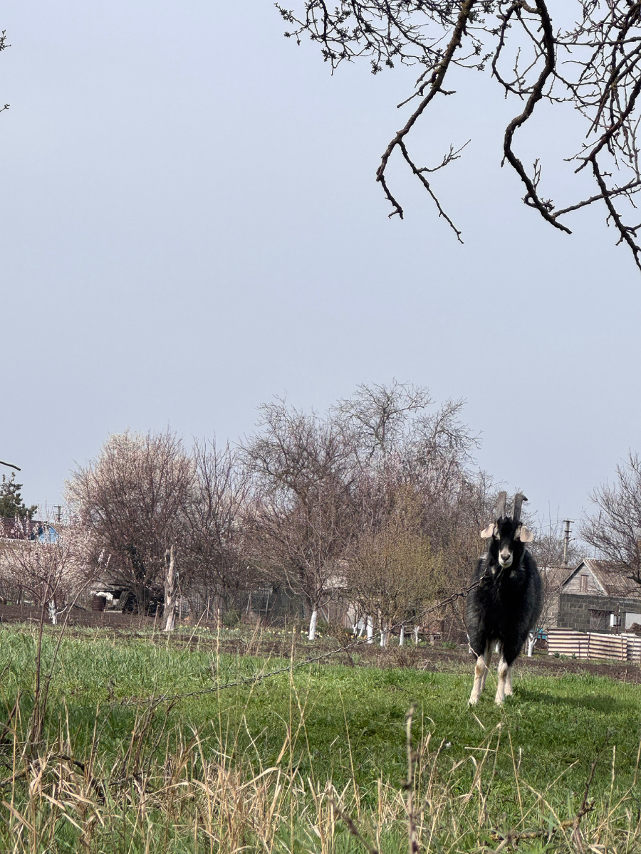 Козел. Вид спереди.