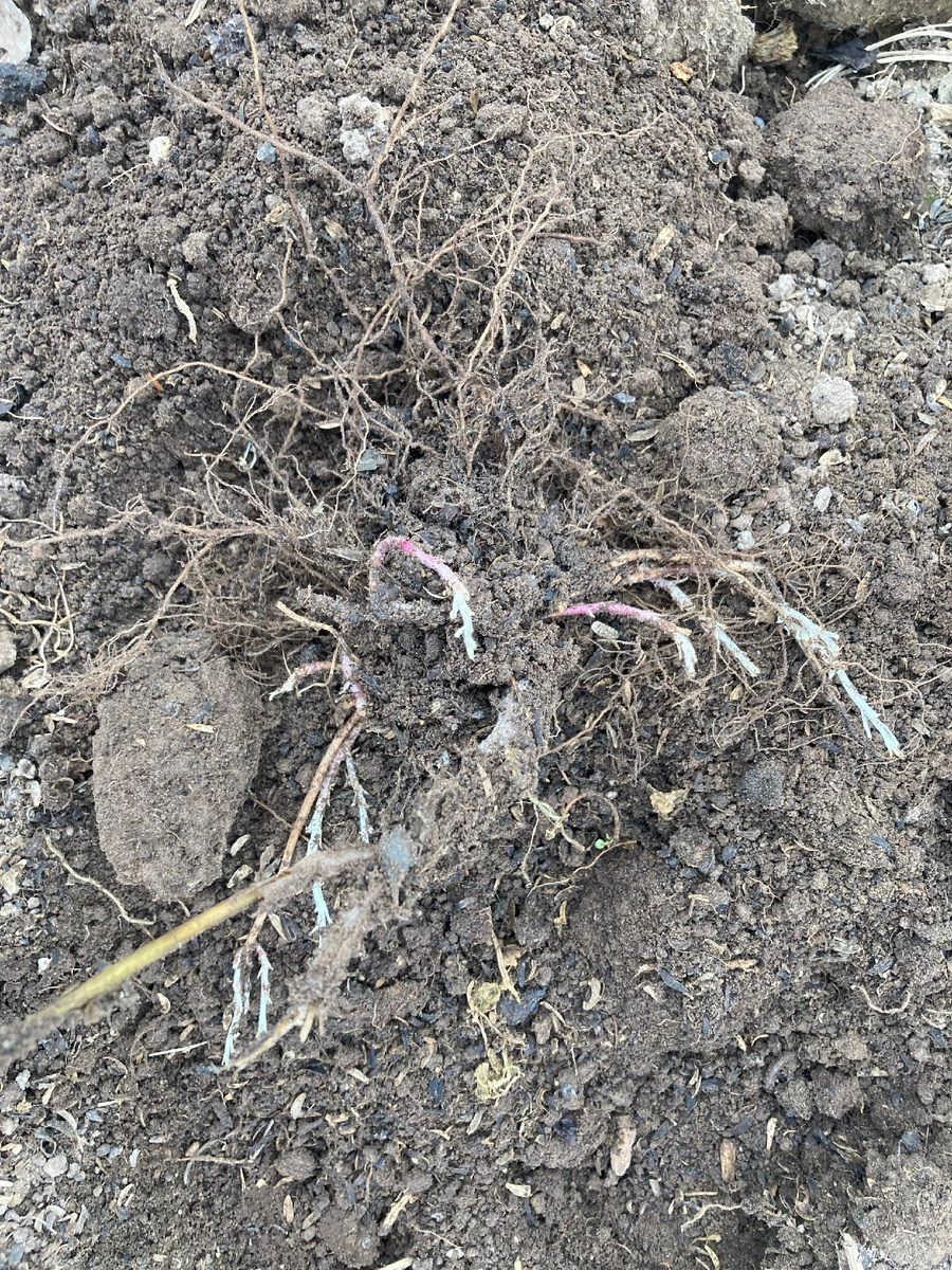 29 марта 2025 года, фото мое