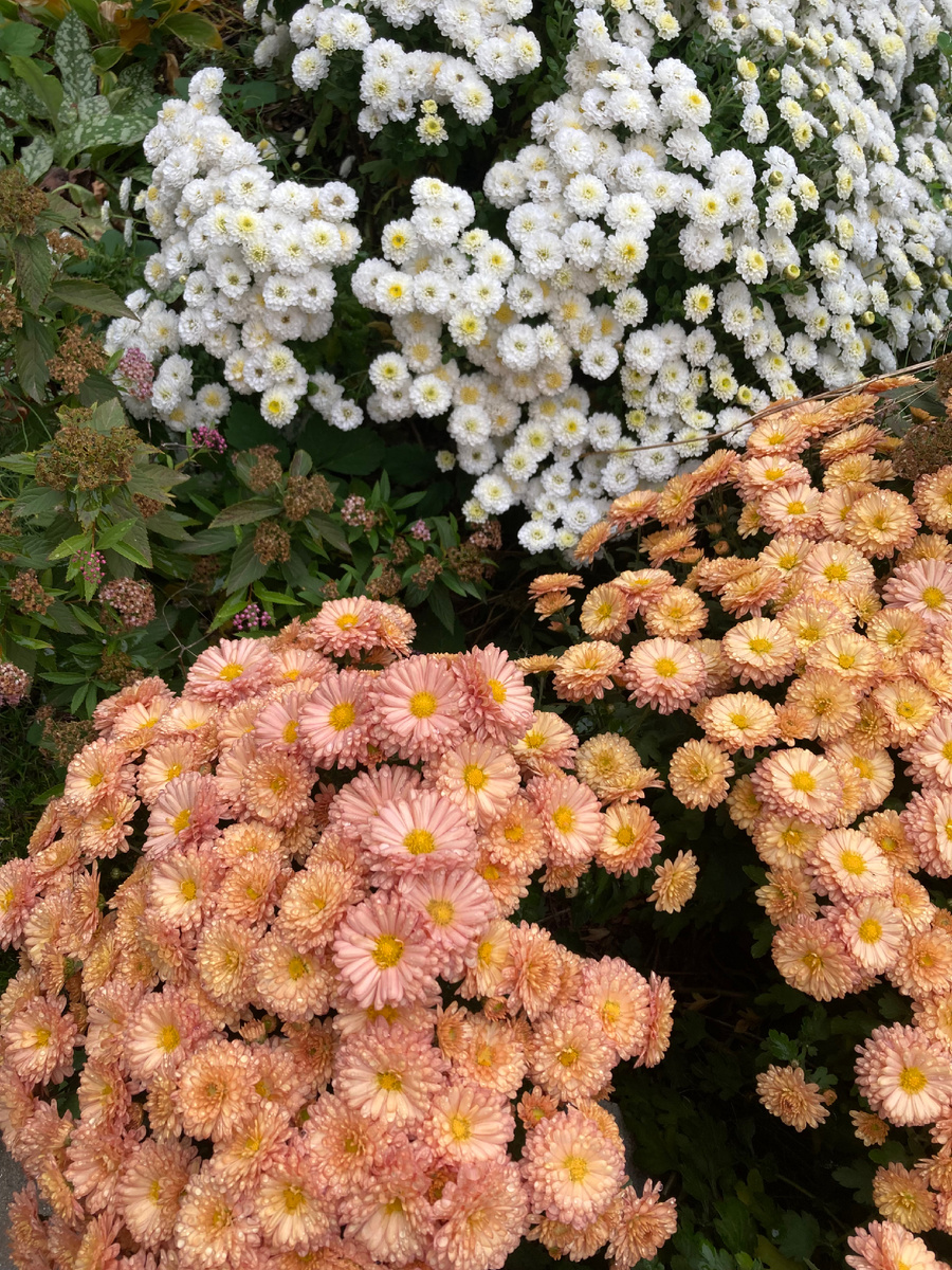 Мои хризантемы мультифлоры. Кусты развалились - так как выросли не из черенка, а из маточного растения.