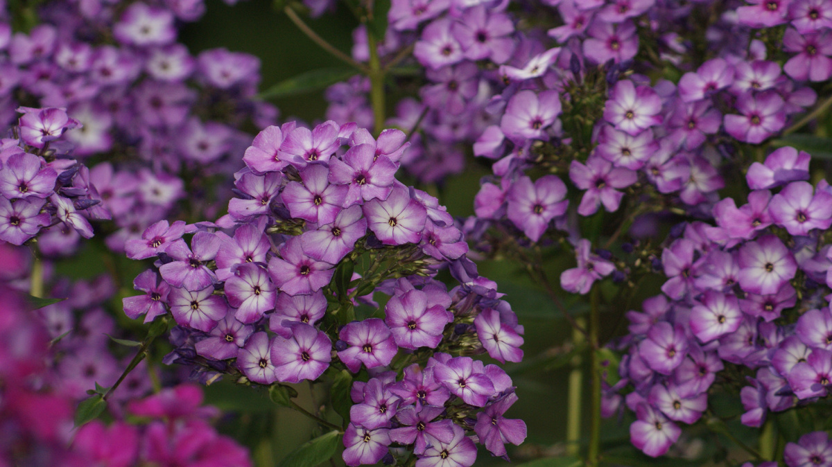 "Вий" в моём саду