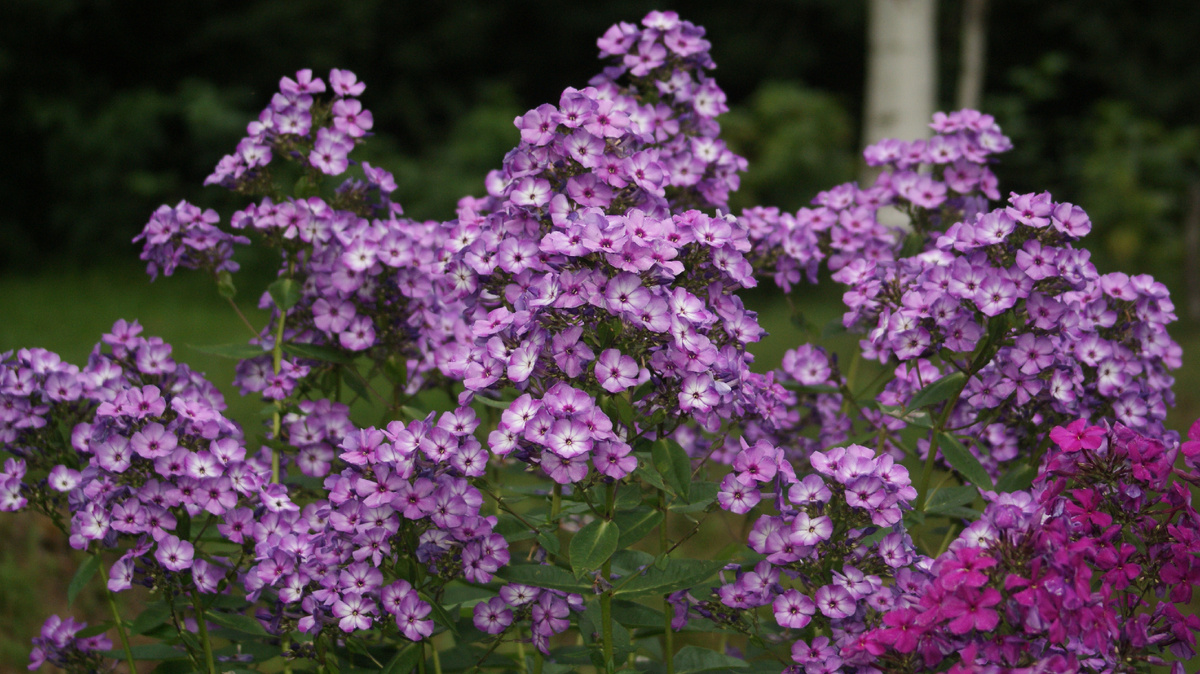 "Вий" в моём сад