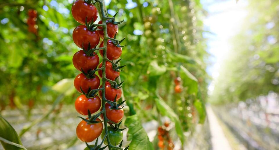    Фото: пресс-службы тепличного комплекса «Подмосковье»