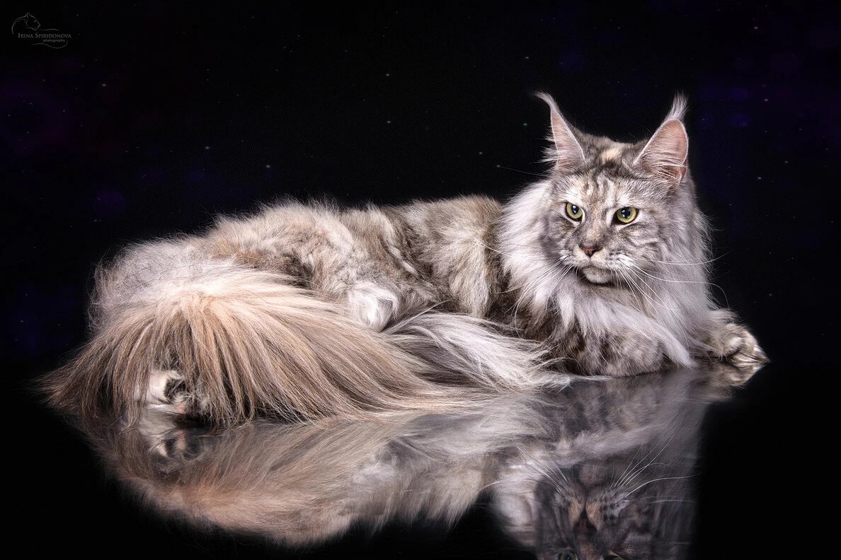 Автор статьи: Фелинологическая ассоциация CAT ID. Для оформления документов: родословные, метрики, регистрация питомника обращайтесь +79932619580