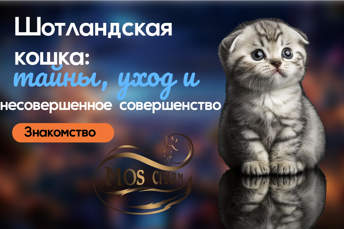 Вислоухий котенок