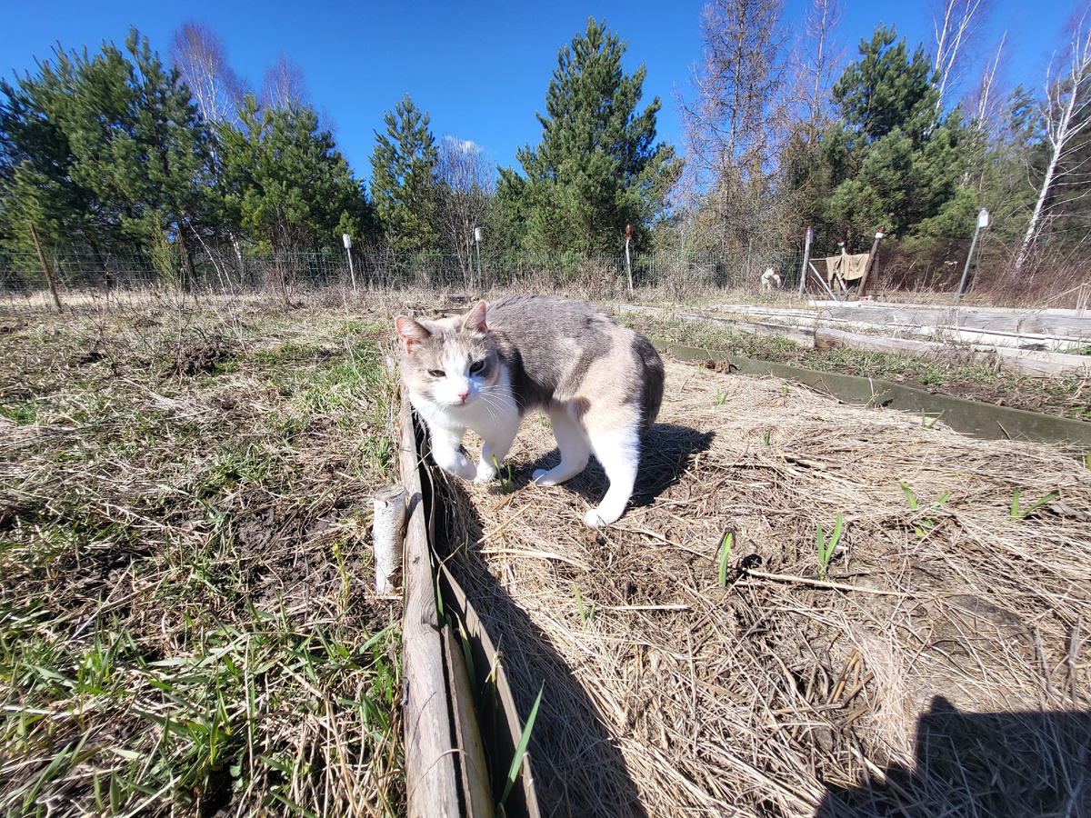 Кошка недовольна: на такую грядку и в туалет не сходишь! В статье использованы фото автора 