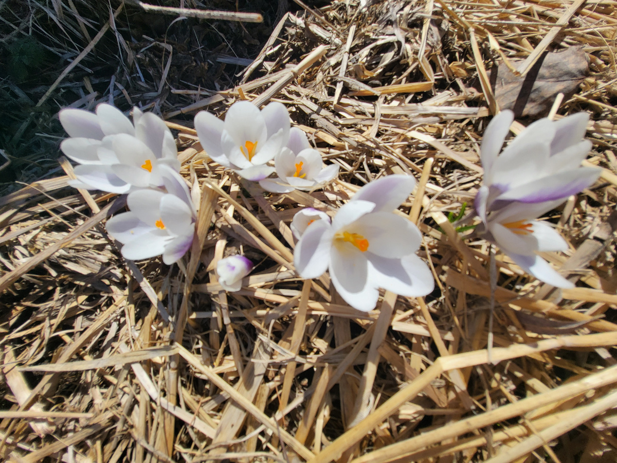 Только постоянно добавляем слой мульчи сможет сдержать сорняки