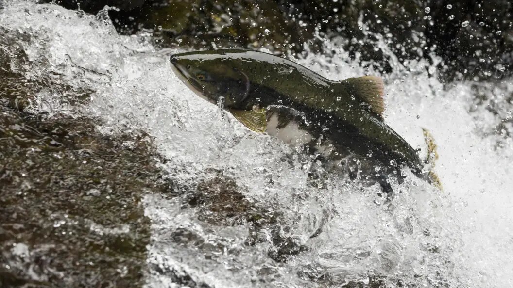    Фото: Ted Raynor/Globallookpress