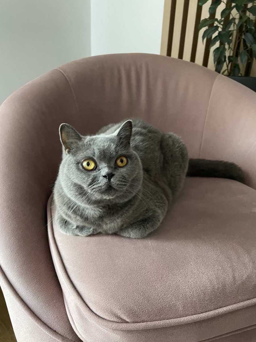 Силя тоже одобряет 