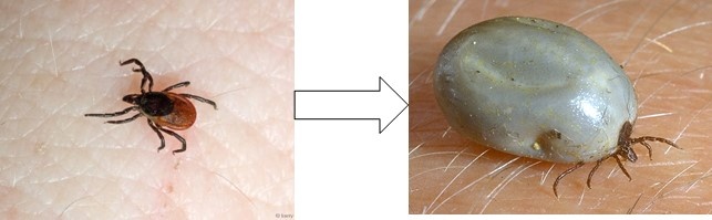 Клещ, напившийся крови, увеличивается в размерах в несколько раз