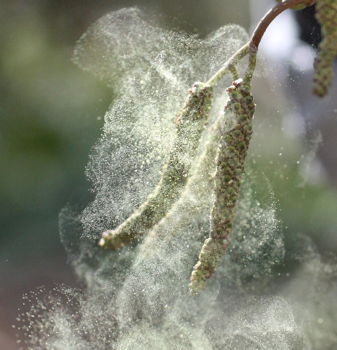 Пыльца - страшный сон любого человека с поллинозом =(