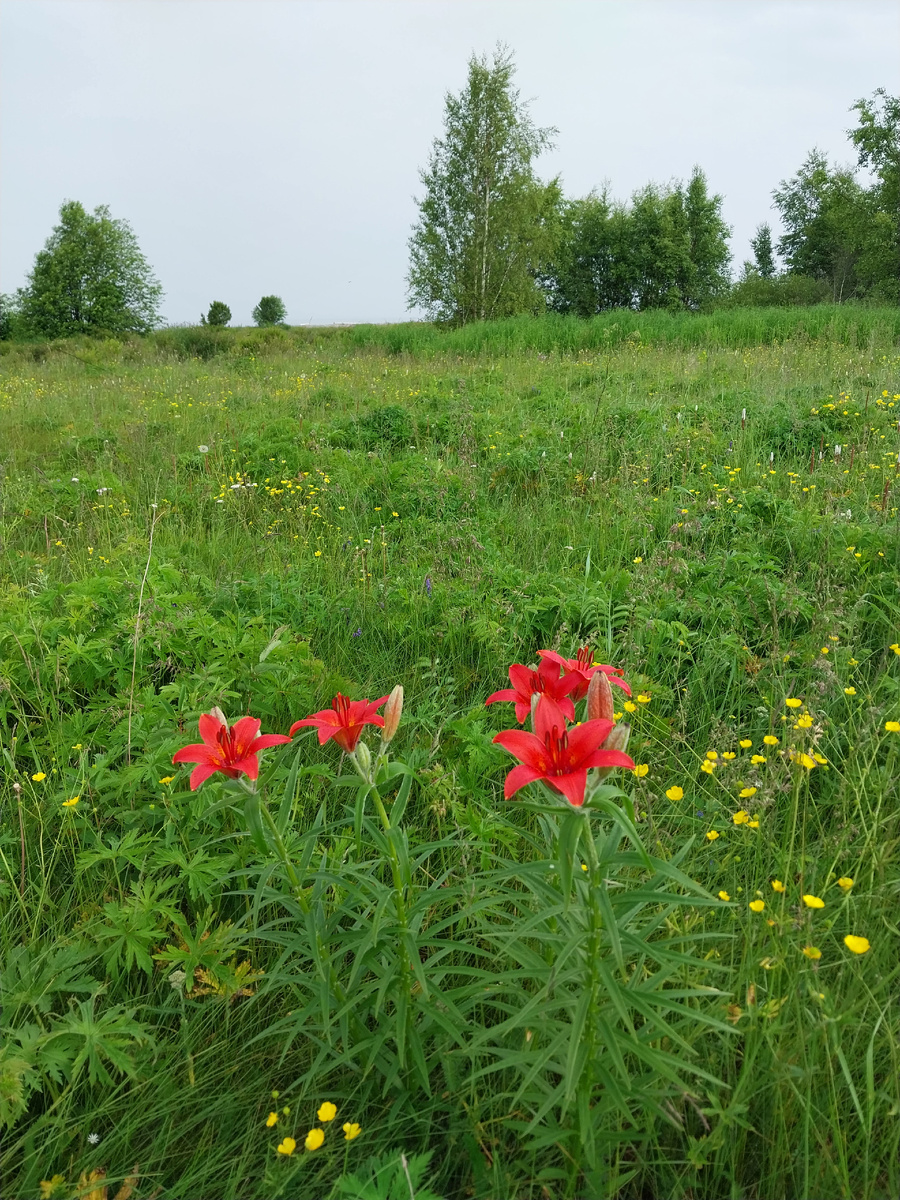 Луг возле станции кольцевания