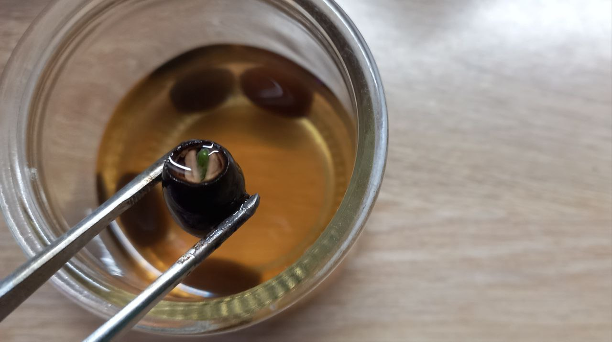 пророщенные семена лотоса. фото автора