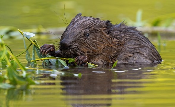    Фото: WildMedia / Shutterstock / Fotodom