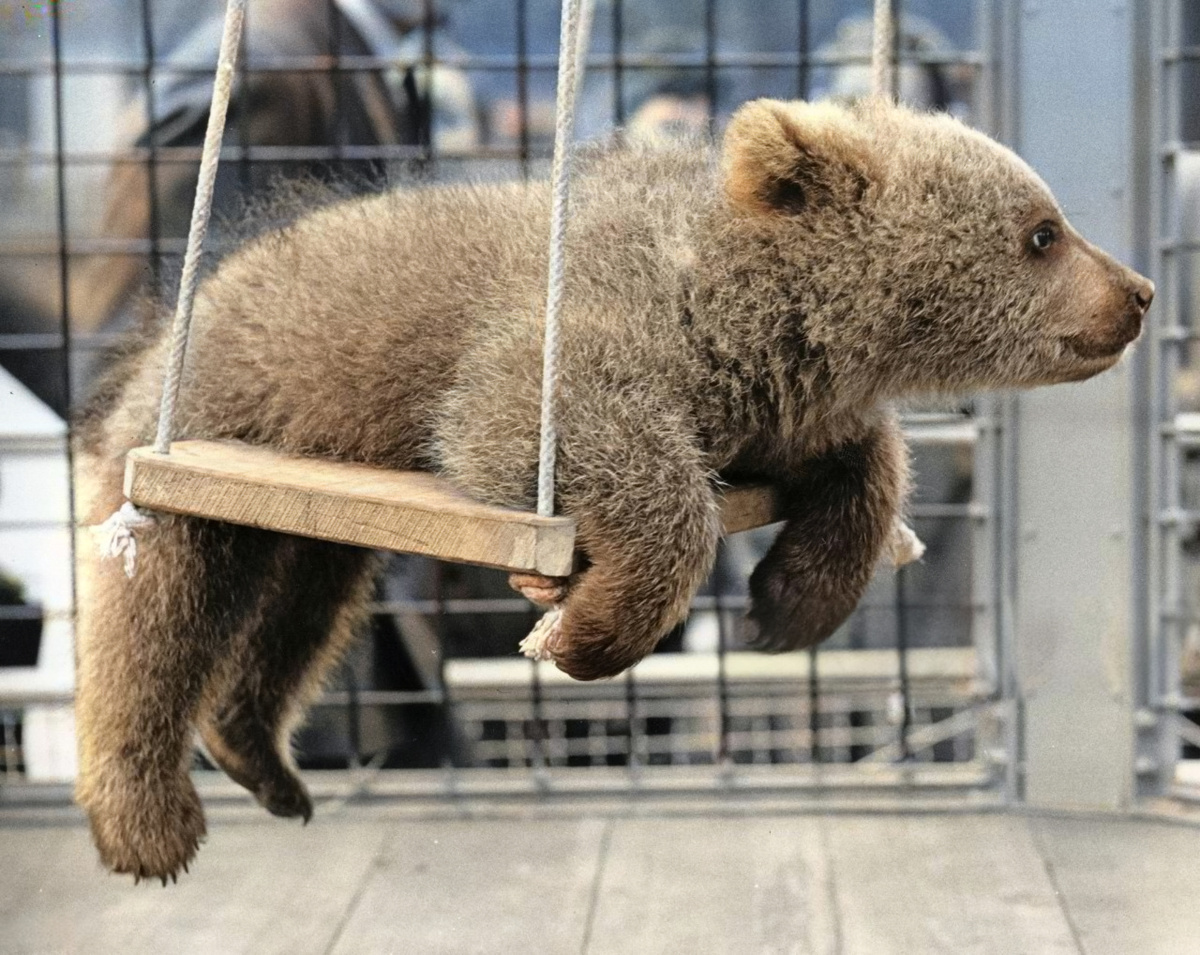 Фотограф: Уильям Вандерсон