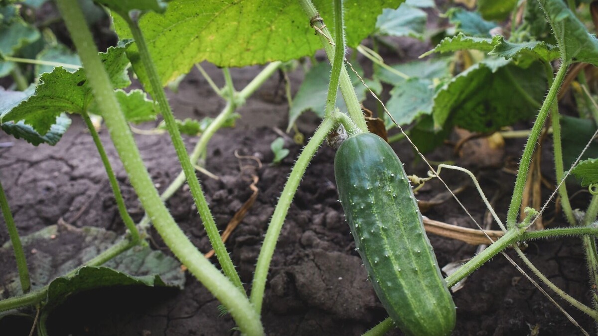     Источник: 1MI