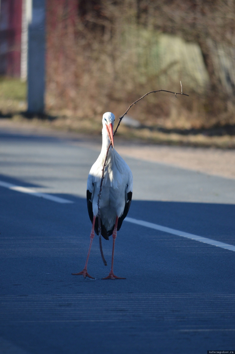Аист Гусар. Фото: Марина Сиденко