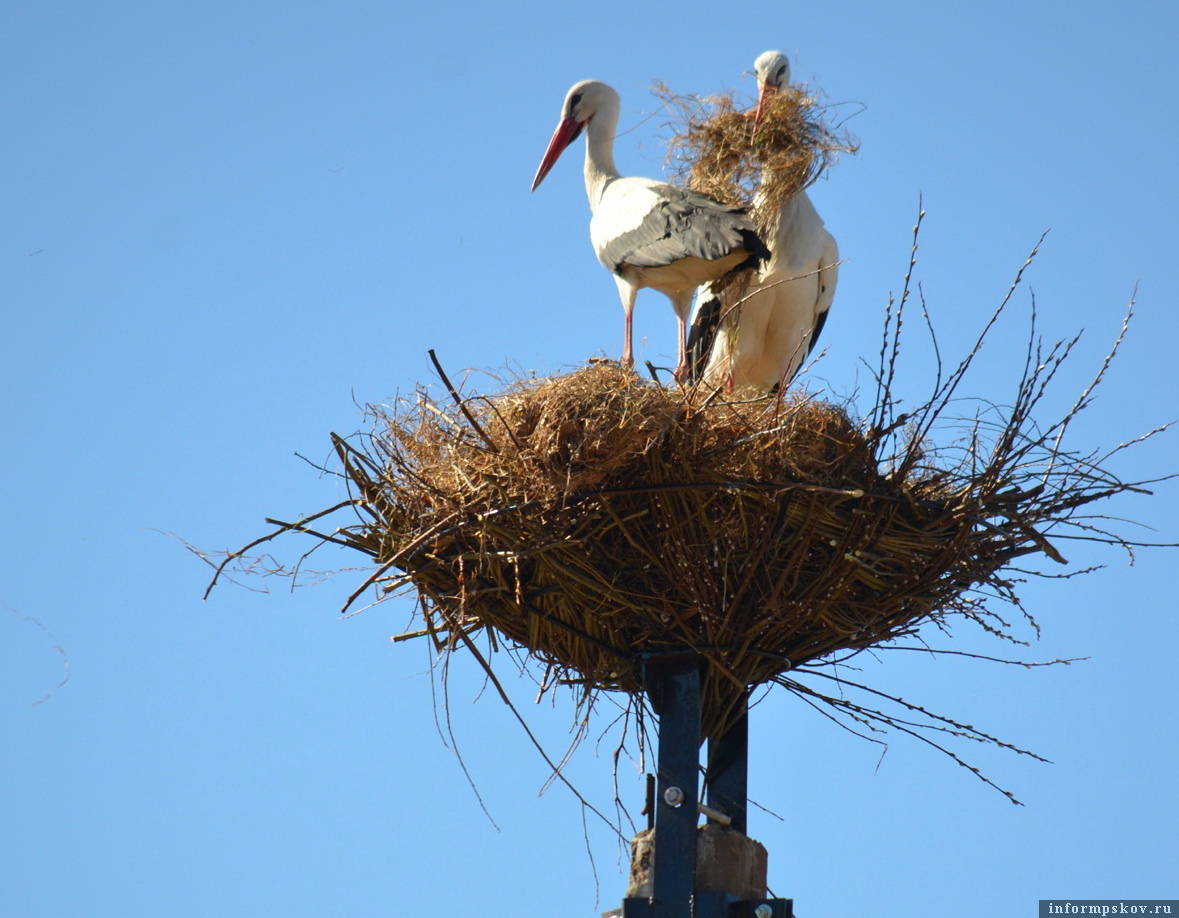Гусар и супруга обустраивают новое гнездо. Фото: Марина Сиденко