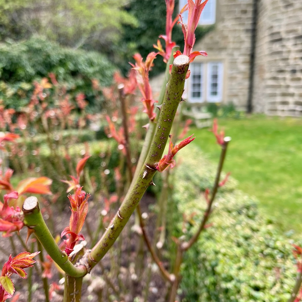 Нормальный годный побег