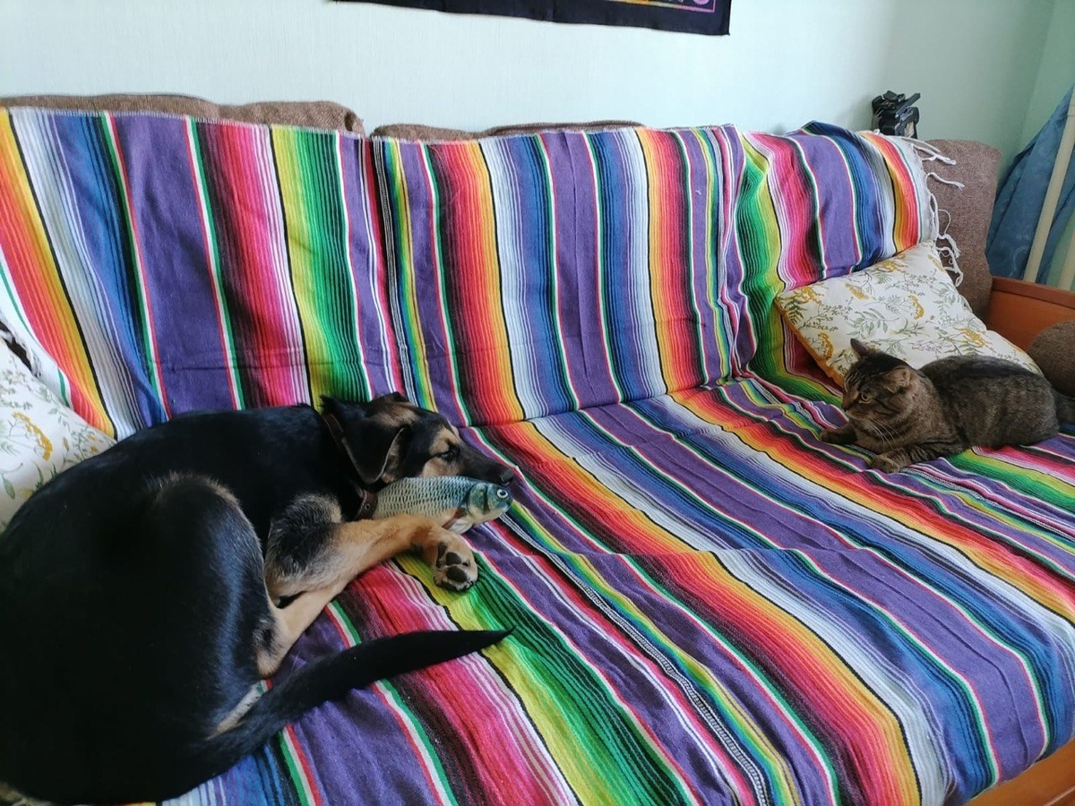 Чарли в новом доме