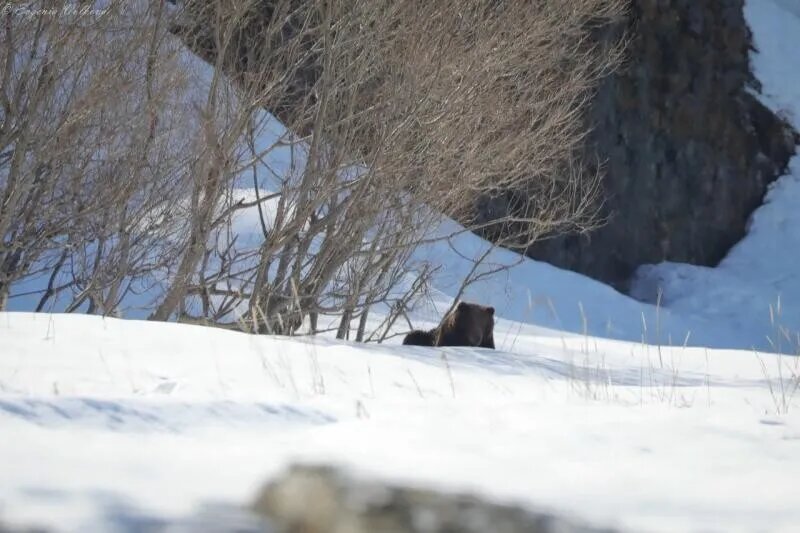 Фото: Кроноцкий заповедник