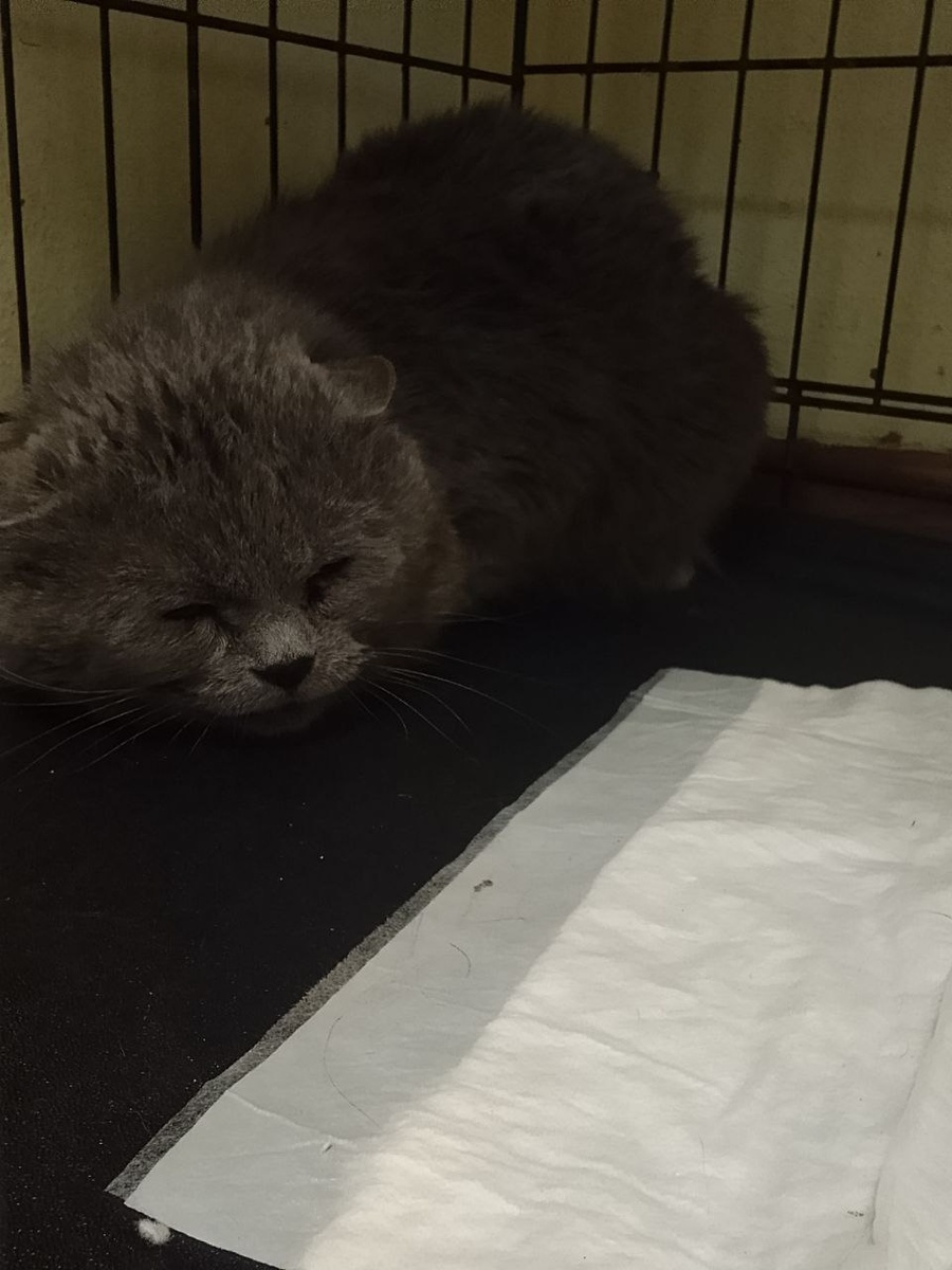 Бриташа боится уколов