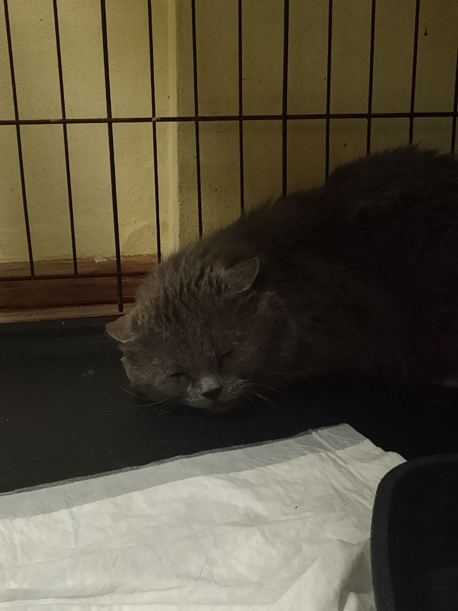 Бриташа в своей клеточке боится приближающихся людей, вдруг опять пришли делать уколы