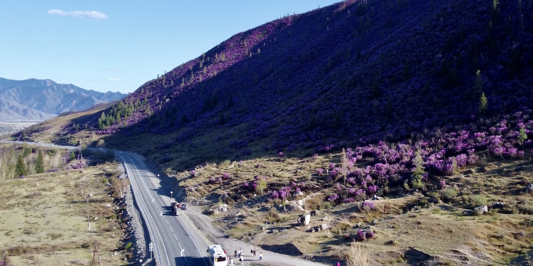 В ПОГОНЕ ЗА РОЗОВЫМ КОВРОМ: НАШЕ ПУТЕШЕСТВИЕ ПО ЦВЕТУЩЕМУ АЛТАЮ