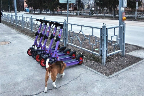    Фото: Семён Лапицкий / Telegram