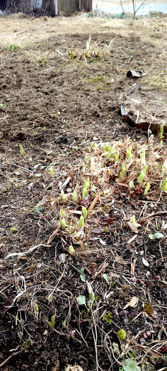 Расчищаю ирисы и лилейники. 
