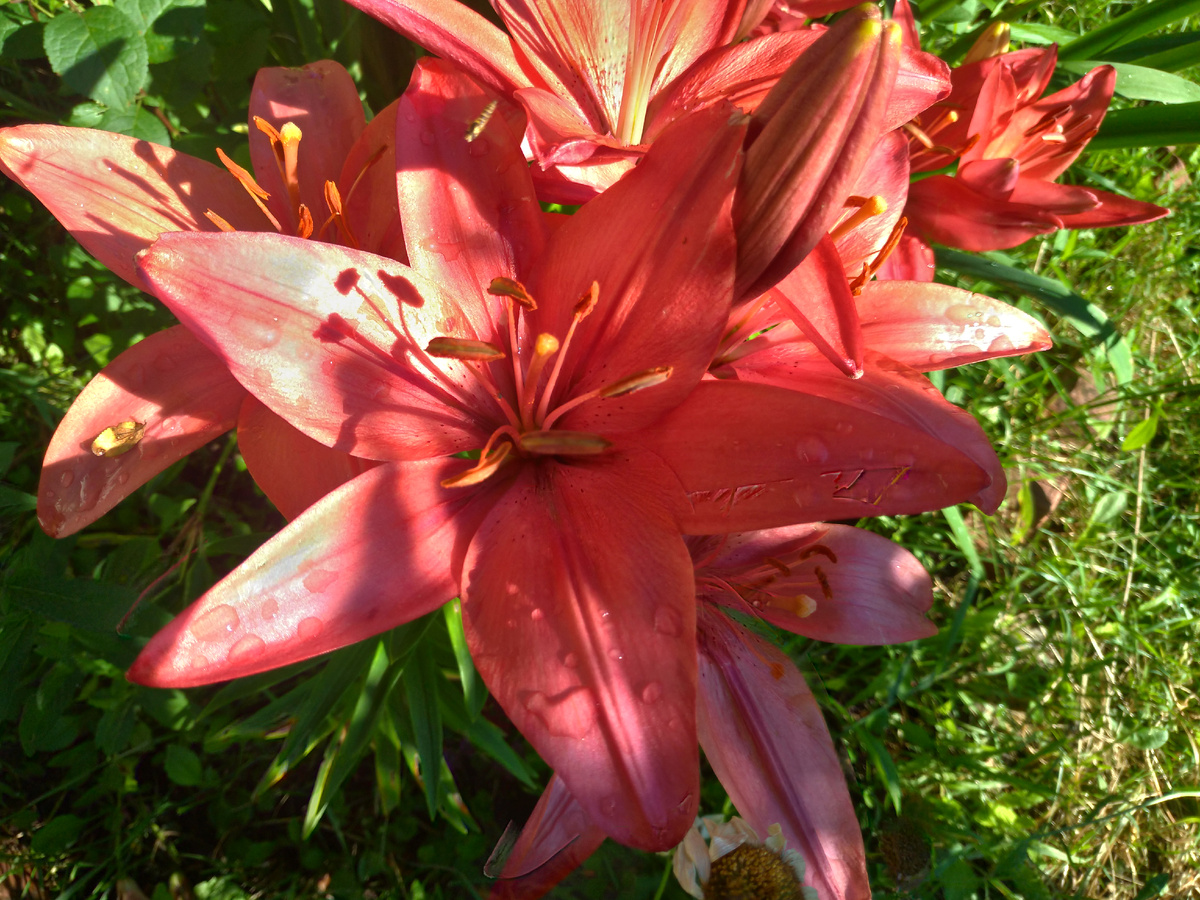 мои красные лилии, которые уничтожены