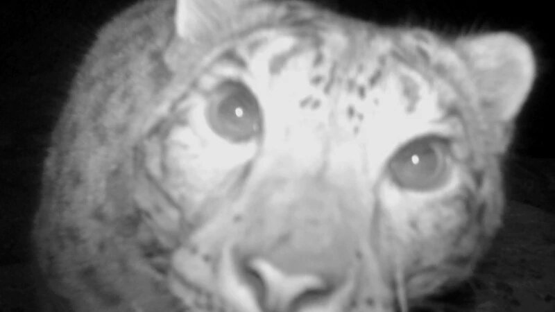     Ирбисы. Сайлюгемский национальный парк