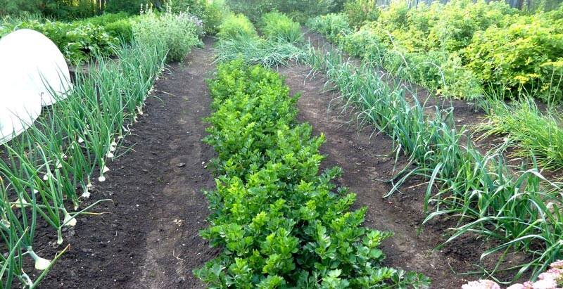 10 сособов избавиться от сорняков навсегда и перехитрить природу на своём участке