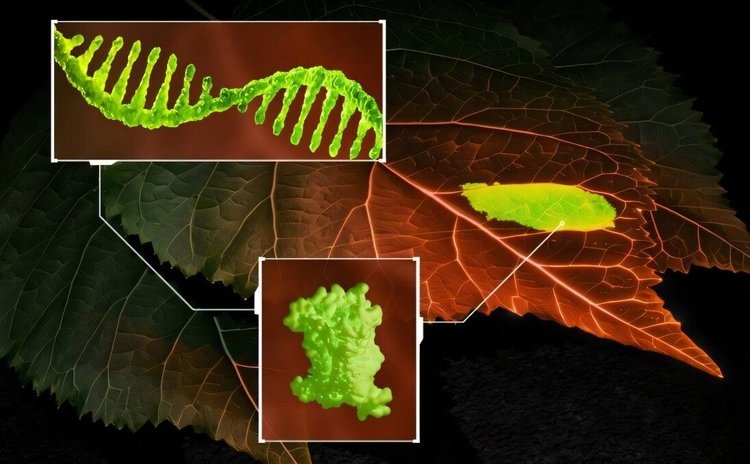    Первый в мире флуоресцентный биосенсор отслеживает РНК растений в режиме реального времени для улучшения селекции и защиты растений