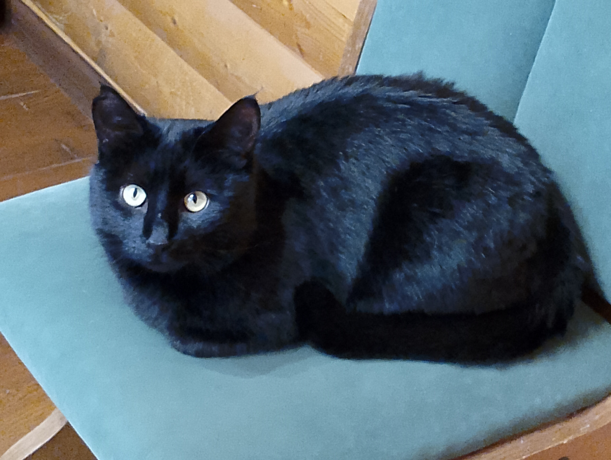 Это не Баюн. Но родственник, однозначно. 