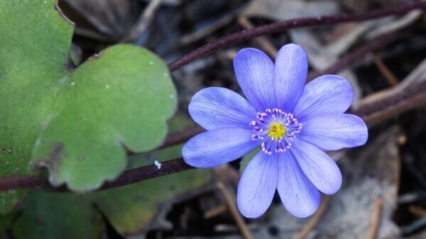    © Sputnik / Илья Питалев