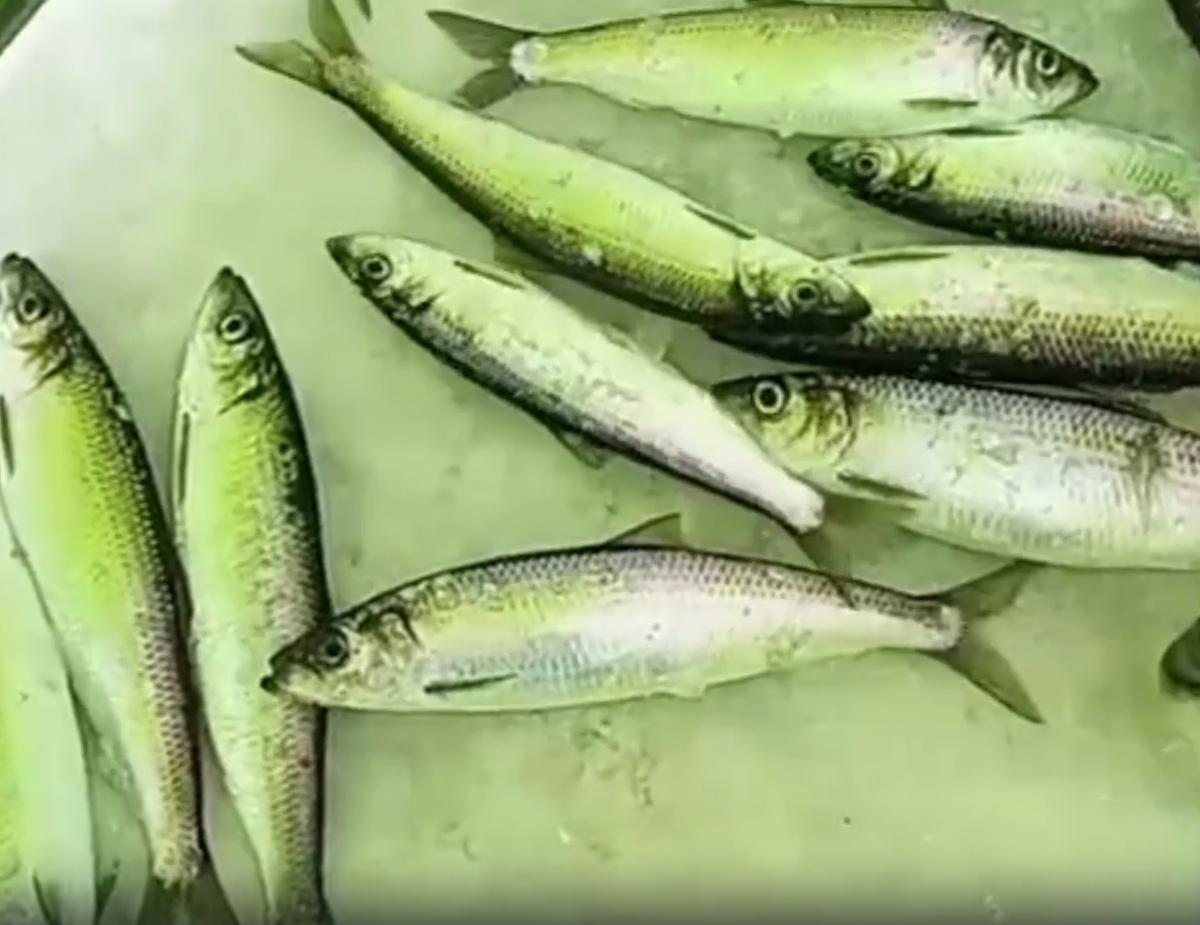 Тунайчевская селедка