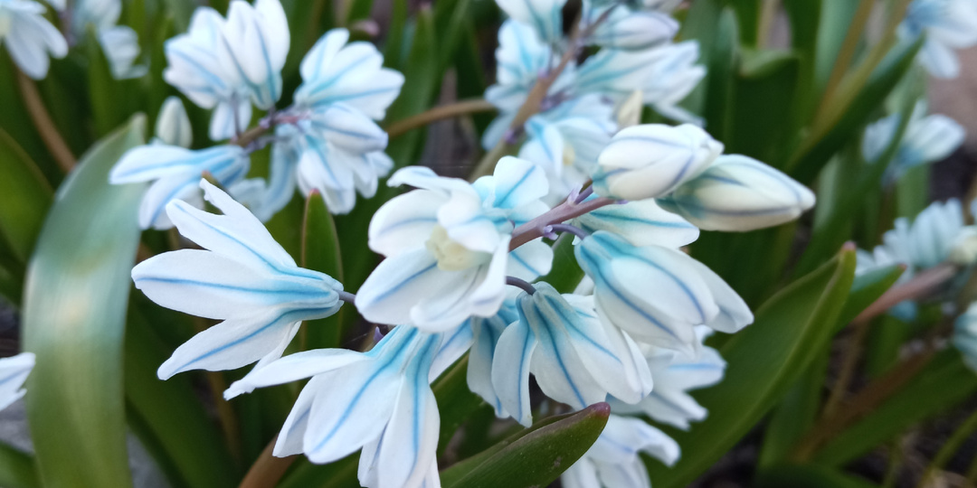 Про подкормки в саду нашатырным спиртом. О чем не знают некомпетентные советчики