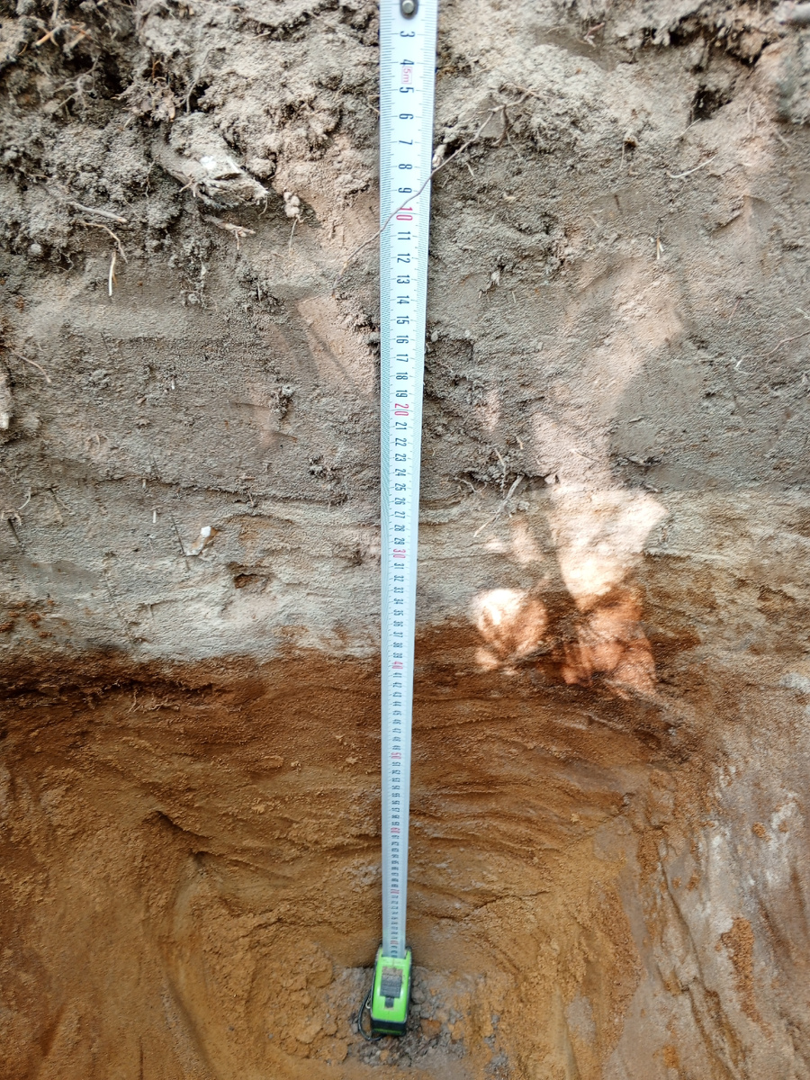 Бывшая пахотная почва. Разрез в мелколесье.