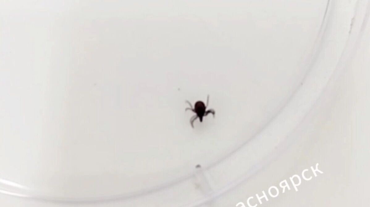     Источник: Роспотребнадзор Красноярск