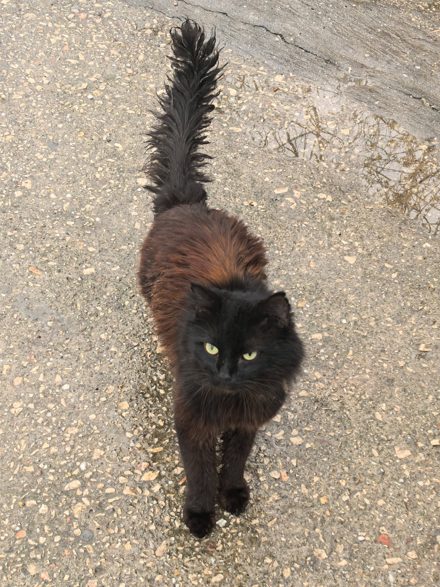 Да, выглядит он плохо, хвост очень грязный.