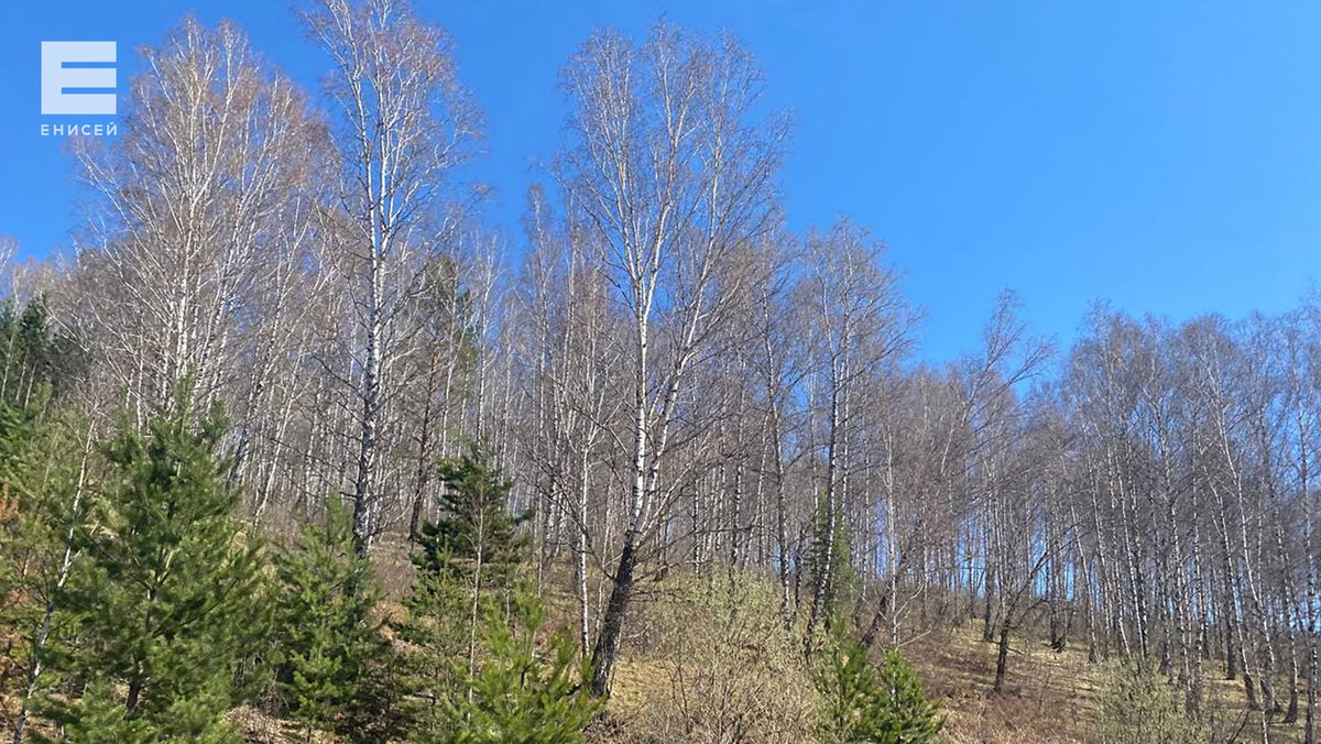     Все лесничества Красноярского края внесли в ЕГРН