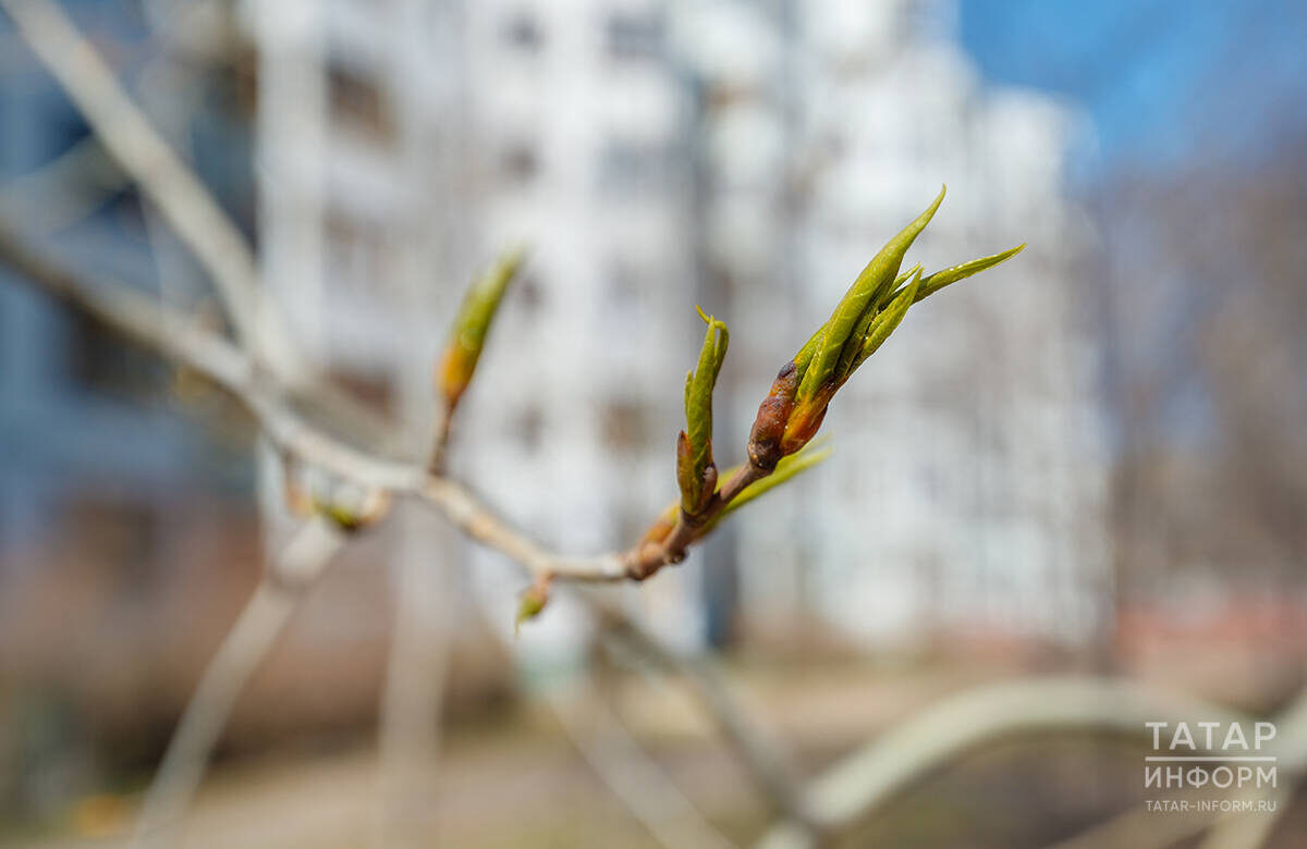 Вегетационный период начнется в республике раньше, а завершится позжеФото: © Владимир Васильев / «Татар-информ»