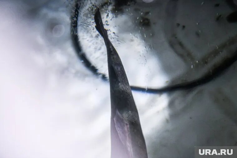 Явление эксперты объясняют потеплением и человеческим фактором. Фото: Владимир Жабриков © URA.RU