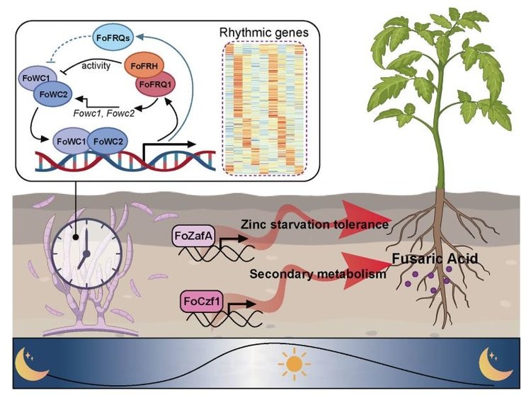     Зачем у гриба фузариозного увядания ученые украли циркадные часы

