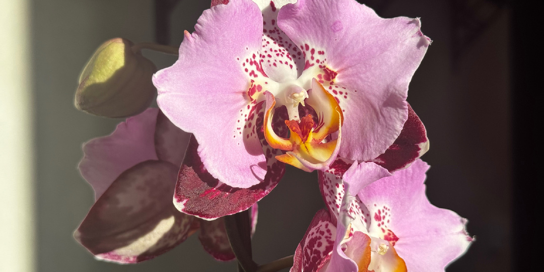 Пересорт орхидеи